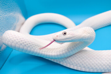 青い背景に美しい白い蛇