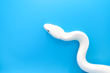 青い背景に美しい白い蛇
