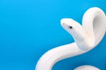 青い背景に美しい白い蛇