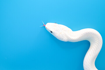 青い背景に美しい白い蛇