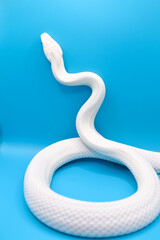 青い背景に美しい白い蛇