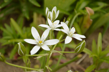 Beautiful white star flowers blossom in a natural outdoor setting, showing delicate petals and...