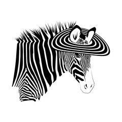 Zebra isolated on white background