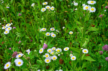 white flowers in the meadow	
