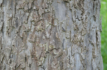 the bark of the trunk of an old apple tree	