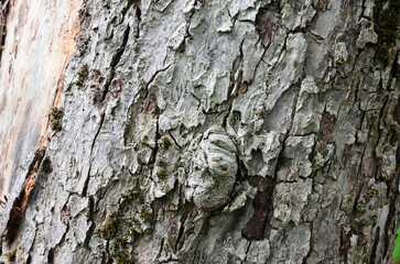 the bark of the trunk of an old apple tree	