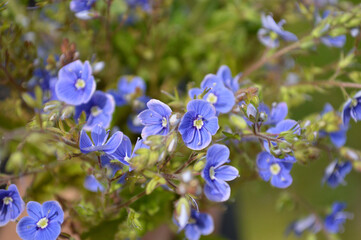 Vibrant blue veronica flowers bloom, showcasing their delicate petals in a sunny garden.