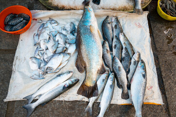 Fish variety on market in Kochi India, sale stall with freshly caught seafood, fishing industry at the Arabian Sea