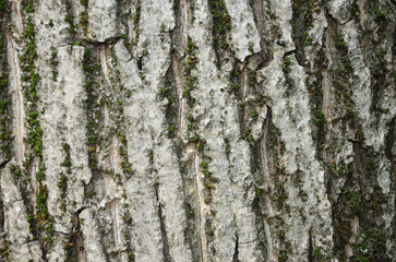 the bark of a walnut tree	