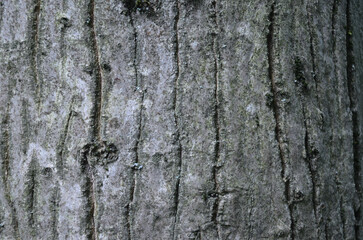 the bark of a walnut tree	