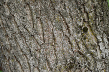 the bark of a walnut tree	