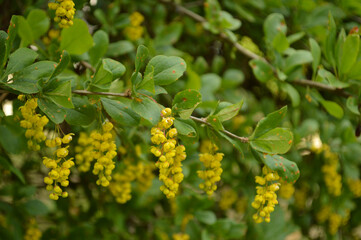 A vibrant close-up of barberry flowers in full bloom during springtime.