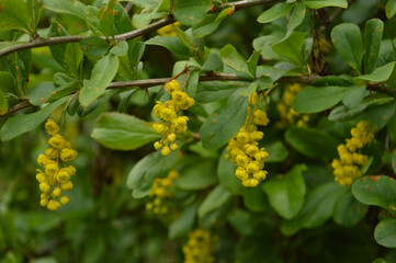 A beautiful display of yellow barberry flowers and fresh green leaves.