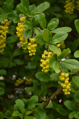 A close-up view of barberry, showcasing its vibrant yellow flowers and lush green leaves.