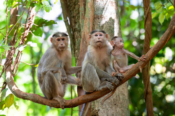 Barbary macaque ape, rhesus monkey family with baby sitting on tree branch in tropical jungle of...