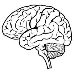 human brain isolated on white background