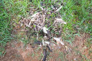 Black and white feathers of a dead bird, hunted on a farm,  killed by a fox, stray cat, hawk or...