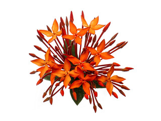 ixora blossom cluster tropical vibrant bloom evergreen ornamental shrub garden flora petal stamen...