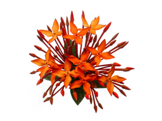 ixora blossom cluster tropical vibrant bloom evergreen ornamental shrub garden flora petal stamen bud hedge landscaping red pink orange yellow fragrance foliage exotic nectar perennial lush sunlight S