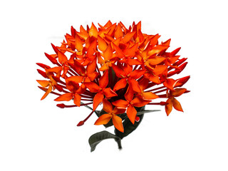 ixora blossom cluster tropical vibrant bloom evergreen ornamental shrub garden flora petal stamen bud hedge landscaping red pink orange yellow fragrance foliage exotic nectar perennial lush sunlight S