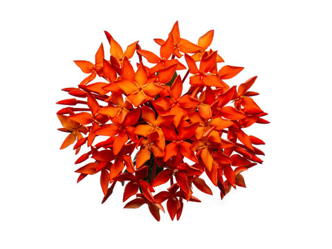 ixora blossom cluster tropical vibrant bloom evergreen ornamental shrub garden flora petal stamen bud hedge landscaping red pink orange yellow fragrance foliage exotic nectar perennial lush sunlight S