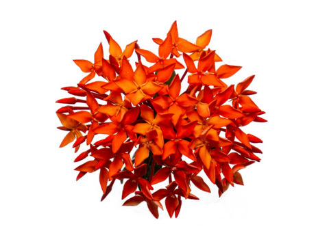 ixora blossom cluster tropical vibrant bloom evergreen ornamental shrub garden flora petal stamen bud hedge landscaping red pink orange yellow fragrance foliage exotic nectar perennial lush sunlight S