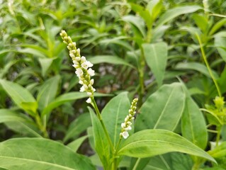 Smartweed plant (Persicaria hydropiper) in the river bank	