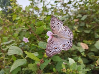 Grey pansy butterfly (Junonia atlites) on flower in outdoor garden	