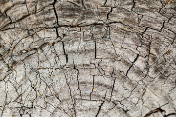 Beautiful gray background, cracked tree trunk in macro close-up
