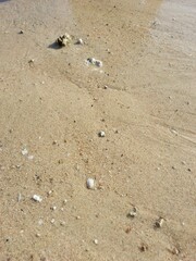 The fine, light-brown sand glistens with moisture, suggesting the recent retreat of a wave. Sprinkled across the surface are small, white fragments of broken shells and a few weathered pebbles.