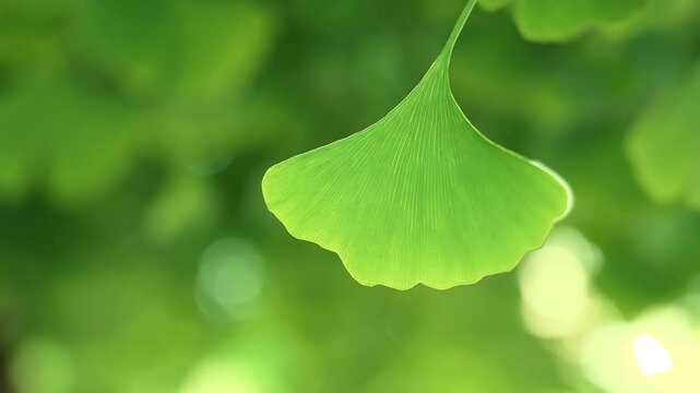Clsoeup of green leaves of the ginkgo biloba. 