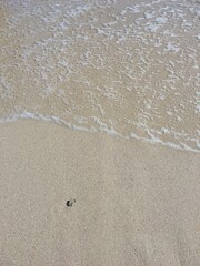 The gentle breeze of the ocean graces the sandy shore. In the stillness, a single dark shell marks...