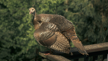 Turkey standing on the back deck