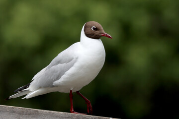 Black-headed gull