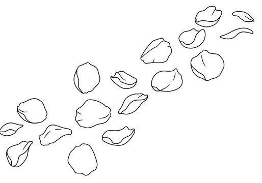 Falling rose petals drawing. It is a black and white outline image of numerous rose petals gracefully falling, symbolizing beauty and transient moments. Vector sketch line art draw.