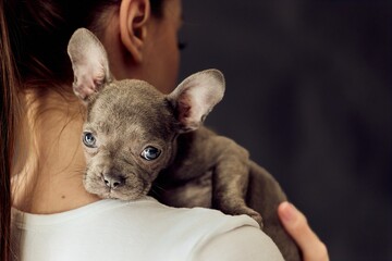 Adorable French Bulldog Puppy Resting on Owner's Shoulder, Expressing Trust and Affection