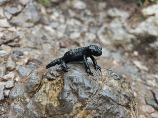 lizard on the rock