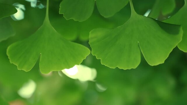 Clsoeup of green leaves of the ginkgo biloba. 