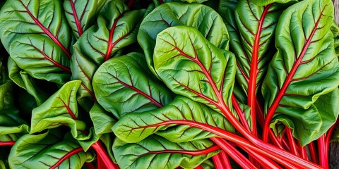Obraz premium Vibrant fresh Swiss chard leaves, red stems, organic farm produce, detail, produce