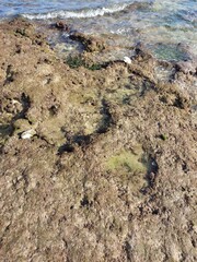 Ancient, water-sculpted rock, full of crevices and texture, creates natural basins for tide pools. Within these clear, shallow pools, resilient green marine life clings to the stone.