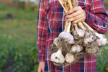 A good harvest of garlic in the hands of a farmer, photo in backlight against the background of a...