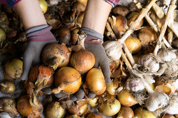 harvesting onions close-up with gloved hands, growing vegetables