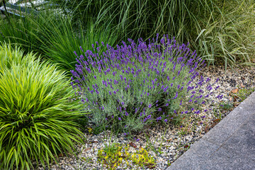 Lavender stems in a garden © Ivelin