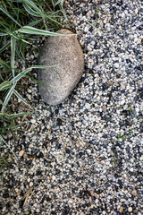 Textured Pebble Surface with Large Stone and Grass Blades. The image emphasizes natural elements and balance, ideal for backgrounds, gardening visuals, or spa and relaxation themes.