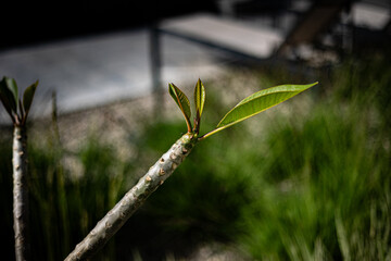 Emerging Leaves on Plumeria Branch in Sunlight