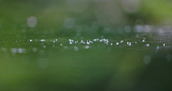 Shallow focus view of Gerridae water striders moving around on water surface
