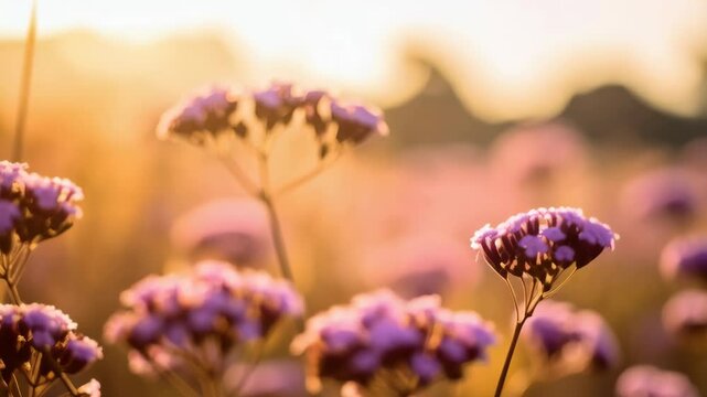 Delicate purple verbena flowers swaying gently in warm golden light, soft sunset scene, elegant and calming with gentle breeze moving through the field