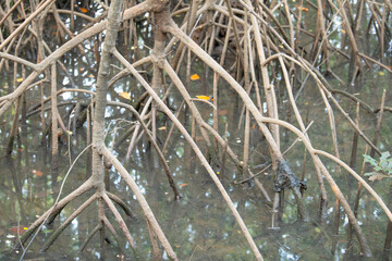 Rhizophora mangle red mangrove, coastal, estuarine ecosystem, coast of India, mangroves, monsoon...