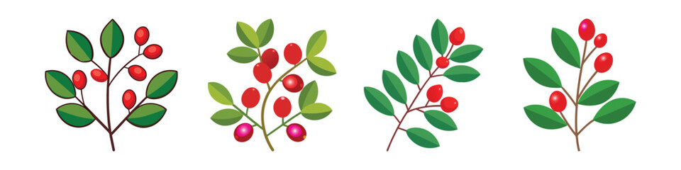Barberry Flat Illustration in Simple Minimalist Flat Style