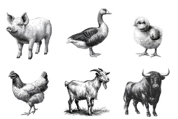 Illustration Of Six Farm Animals A Pig Goose Chick Hen Goat And Bull Arranged On A Transparent Background Transparent Background